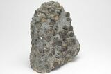 Polished Ammonite (Promicroceras) Cluster - Marston Magna #207732-1